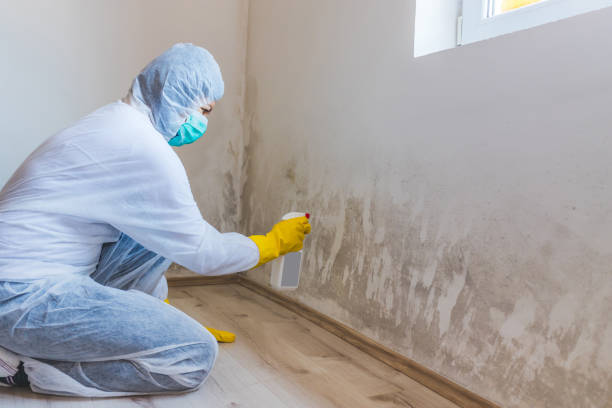 Best Mold Remediation for Healthcare Facilities  in Albany, WI